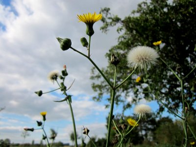 20121007Sonchus_asper6
