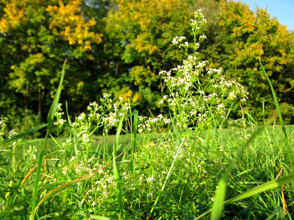 20121019Galium_mollugo1