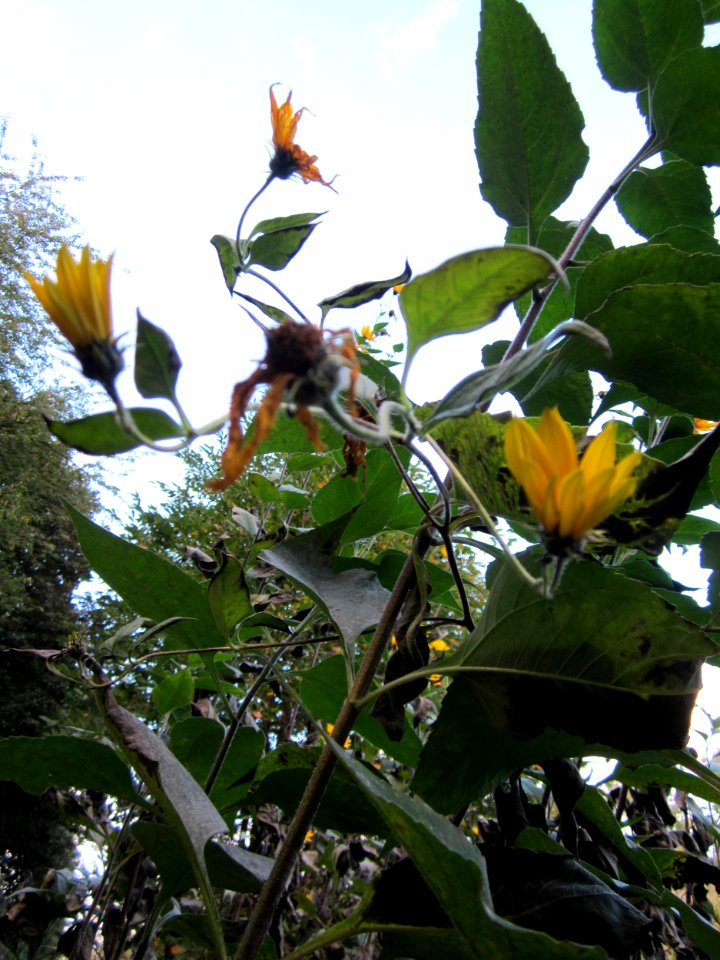 20121007Topinambur_St_Leon3