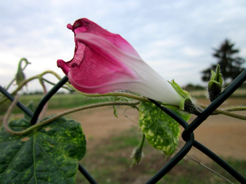 20121008Prunkwinde_Altlussheim03