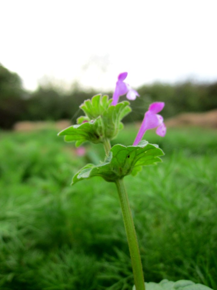 20121008Lamium_amplexicaule