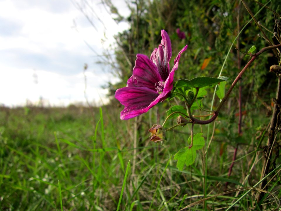 20121007Wilde_Malve_St_Leon3