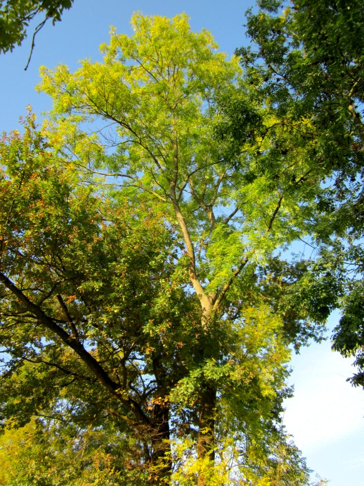 20121021Alte_Landstrasse07