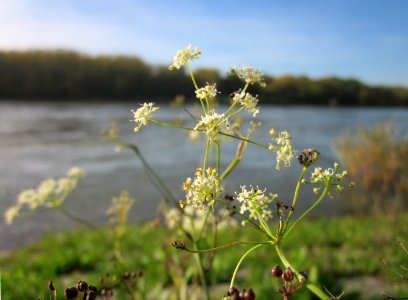 20121018Rhein_Altlussheim09