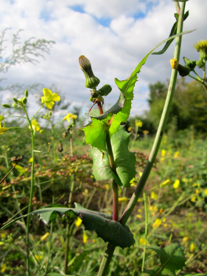 20121007Sonchus_asper5