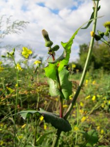 20121007Sonchus_asper5
