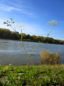 20121018Rhein_Altlussheim07