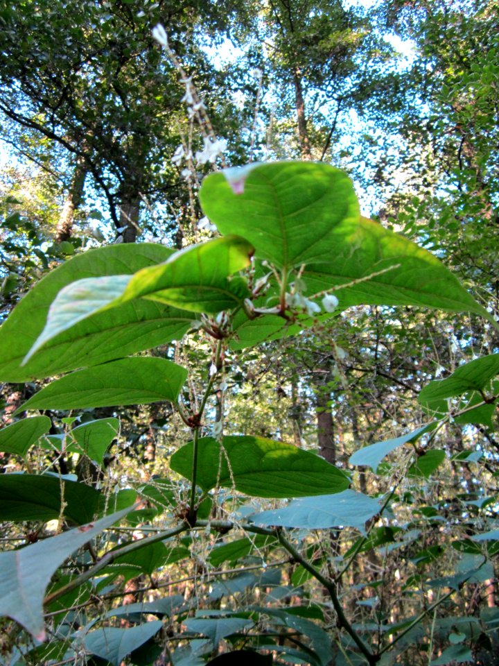 20121003Reynoutria_japonica1
