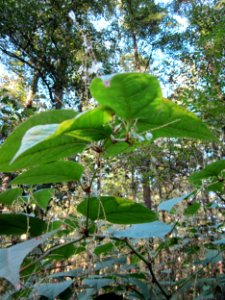 20121003Reynoutria_japonica1