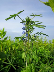 20121017Sonnenblumenfeld_Neulussheim09