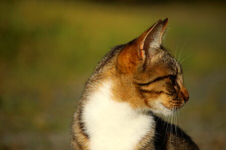 Mackerel tiger cat domestic cat
