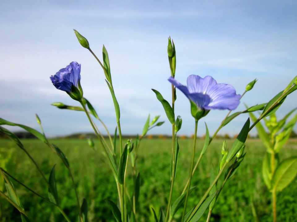 20121017Sonnenblumenfeld_Neulussheim13