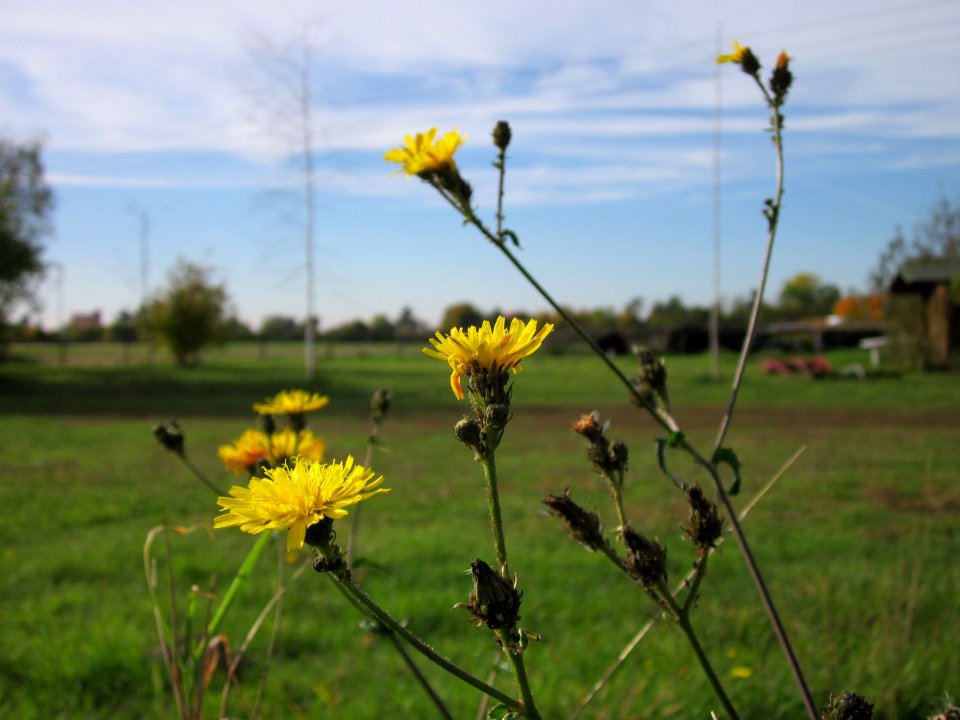 20121018Picris_hieracioides