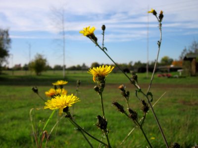 20121018Picris_hieracioides