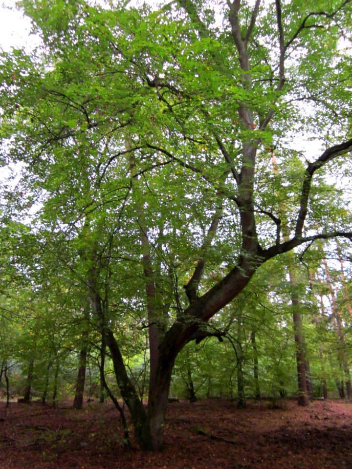 20121006Schwetzinger_Hardt06
