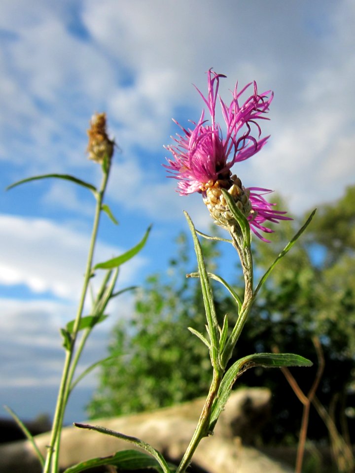 20121003Flockenblume_Hockenheimer_Rheinbogen1