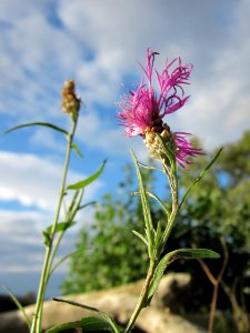 20121003Flockenblume_Hockenheimer_Rheinbogen1 photo