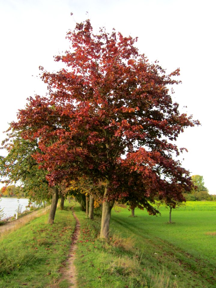 20121018Ahorn_Altlussheim1