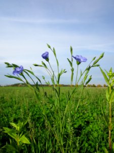 20121017Sonnenblumenfeld_Neulussheim12