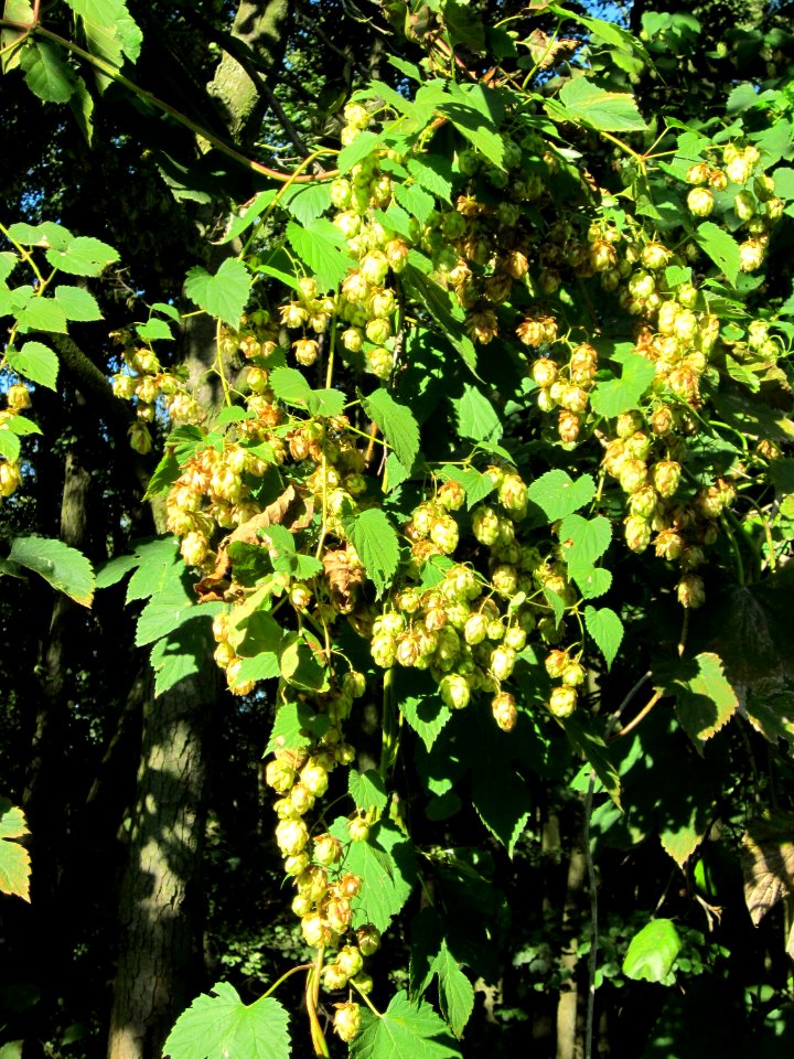 20121003Hopfen_Marlach
