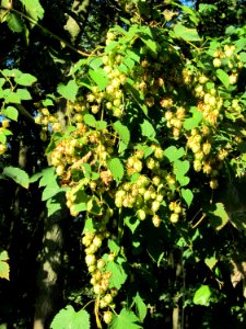 20121003Hopfen_Marlach