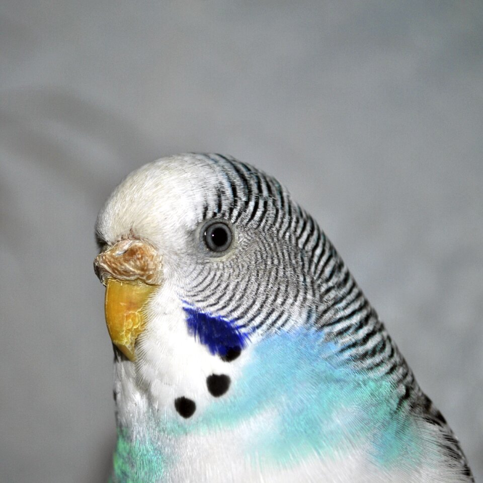 The blurred bird closeup