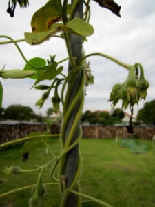20121008Prunkwinde_Altlussheim08