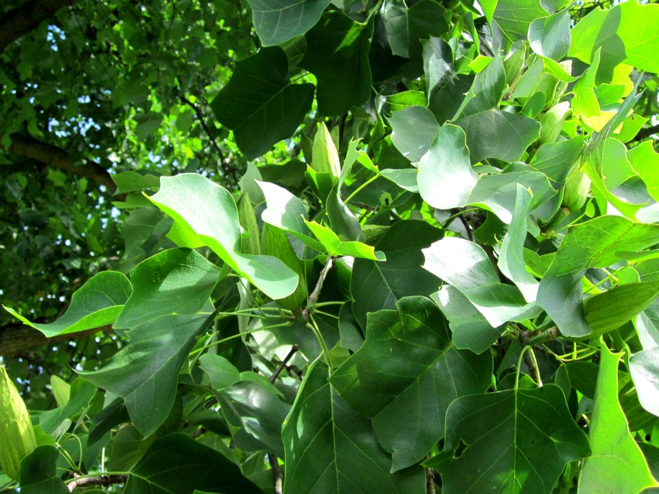 20120807Tulpenbaum_Saarbruecken3