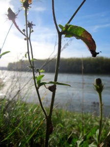 20121018Picris_hieracioides2