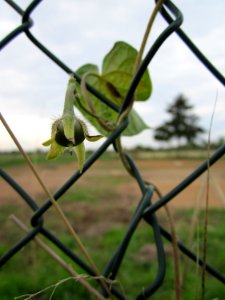 20121008Prunkwinde_Altlussheim01