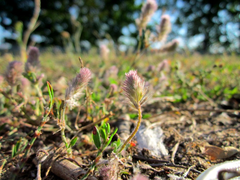 20120811Hasenklee_Reilingen