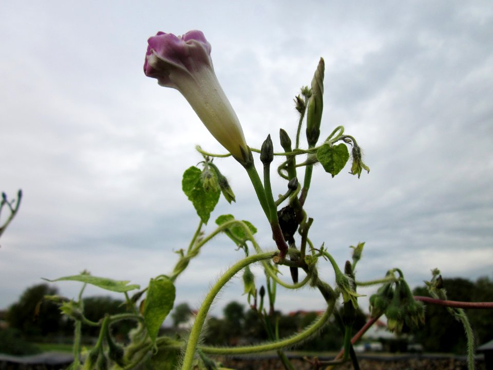 20121008Prunkwinde_Altlussheim05