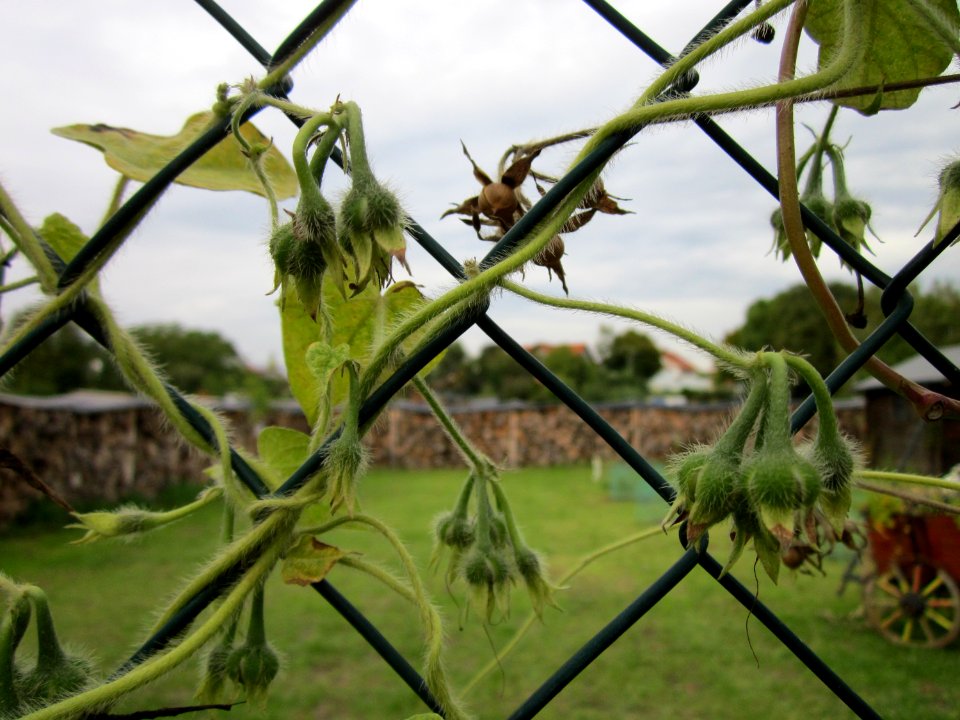 20121008Prunkwinde_Altlussheim07