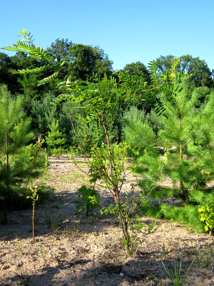 20120810Wueste_Hockenheim1