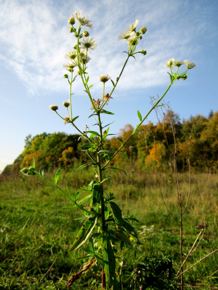 20121019Berufkraut_Hartbach