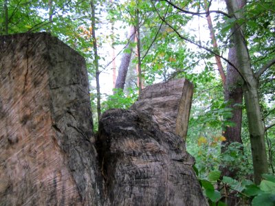 20121006Vanitas_Schwetzinger_Hardt08