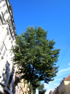 20120807Linde_Mainzer_Str_Saarbruecken2