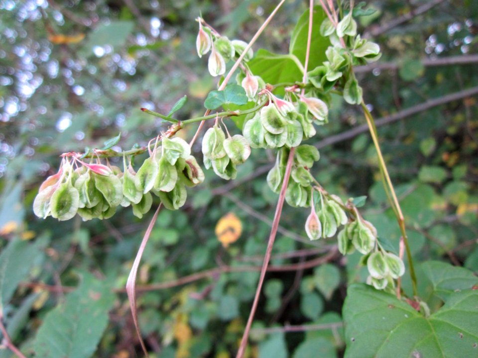 20121018Windenknoeterich_Altlussheim2