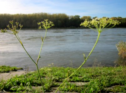 20121018Rhein_Altlussheim06