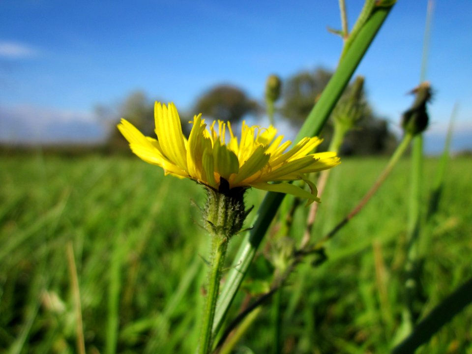 20121005Picris_hieracioides3
