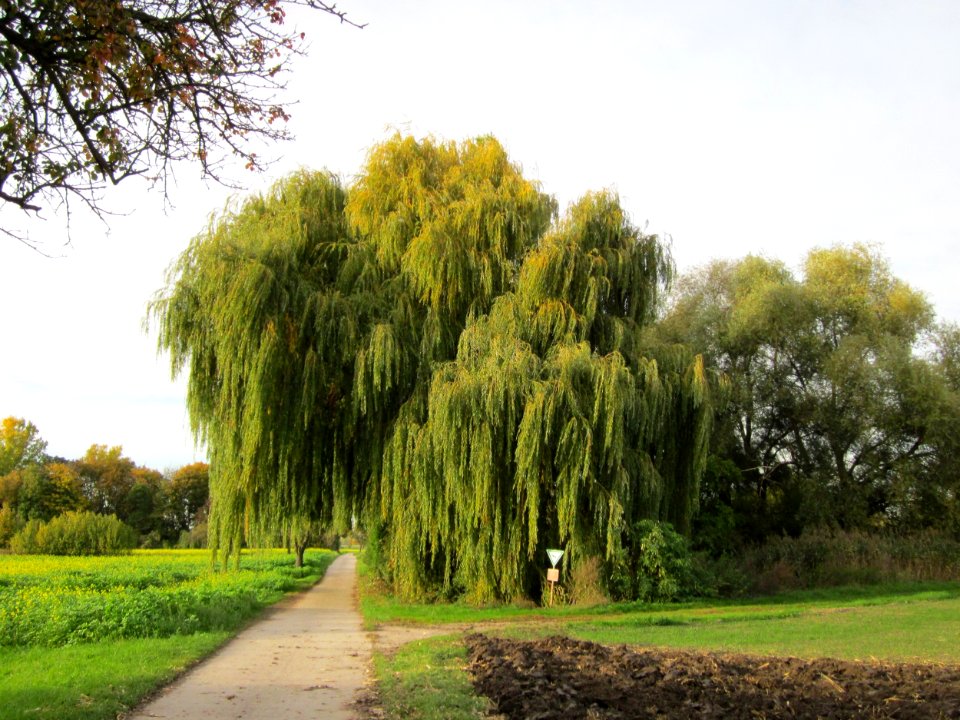 20121018Trauerweide_Altlussheim1