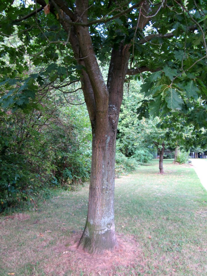 20120807Roteiche_Saar_Saarbruecken2
