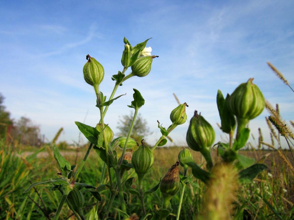 20121017Weisse_Lichtnelke_Neulussheim