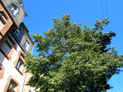 20120807Linde_Mainzer_Str_Saarbruecken3