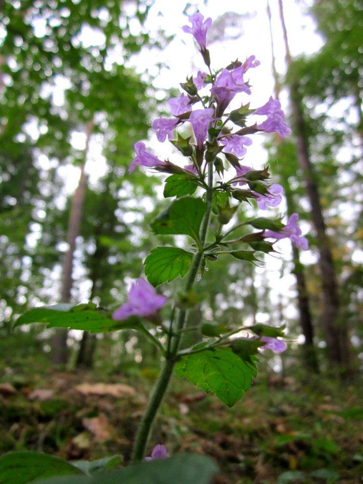 20121006Calamintha_menthifolia1