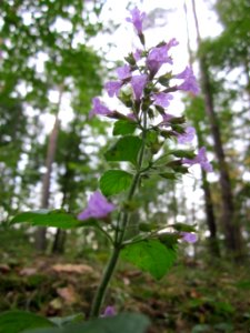 20121006Calamintha_menthifolia1