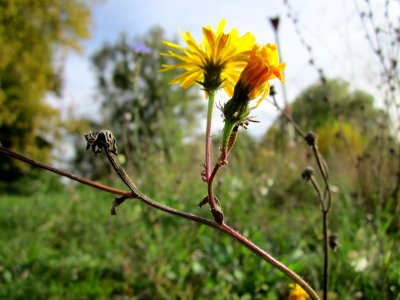 20121018Picris_hieracioides1