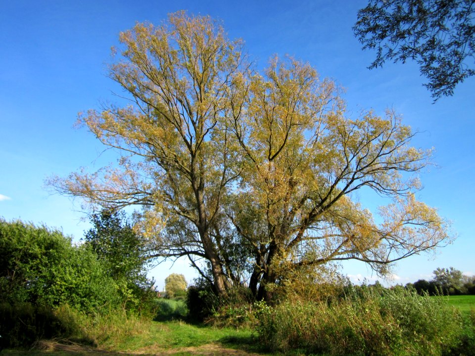 20121005Silberweide_Hockenheim4
