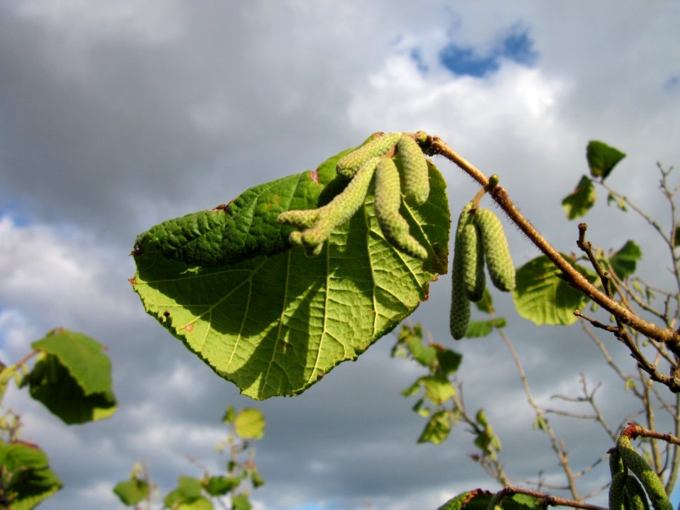 20121007Corylus_avellana3