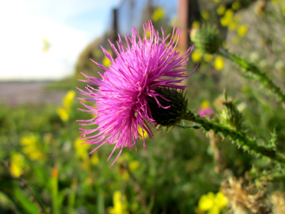 20121017Wegdistel_Neulussheim